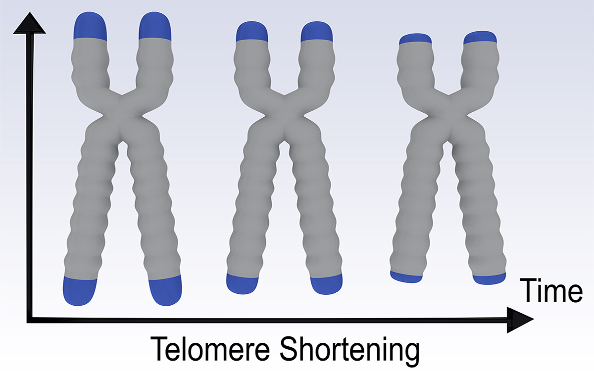 Telomeres spell the end of the road for determinism