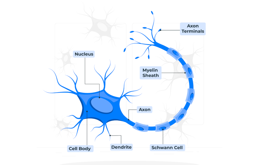 Why We Love Myelin