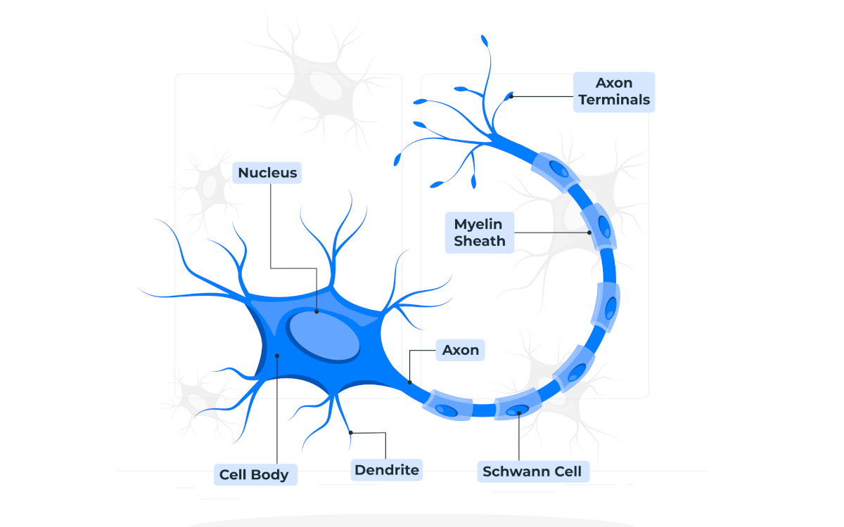 nerve cell showing myelin sheath